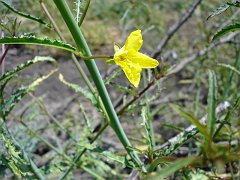 camissonia californica